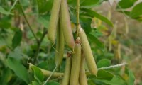 碗豆夹是什么(豌豆荚是什么菜)