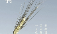麦芒什么意思(锋芒的芒什么意思)