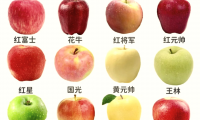 苹果有什么特点(海拔高一点的地方种出来的苹果有什么特点)