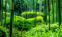 手机什么屏幕好(手机什么屏幕最好)