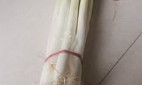 青葱是什么(青葱是什么葱)