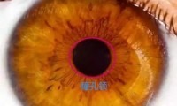 虹膜有什么作用(虹膜指的是什么部位)